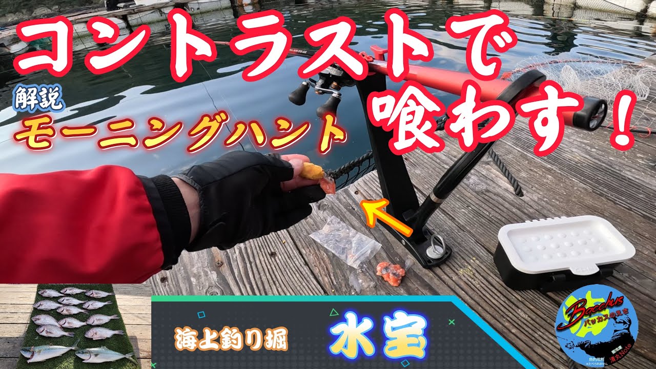 『海上釣り堀」コントラストで喰わす！モーニングハント【水宝】　　　　　　　　　　　　　　　　　　　　　　　　　　　　　　　　　　　　　　　　　　　　　　　　　＃バッカスの餌 ＃餌取り ＃爆釣餌 #黄龍