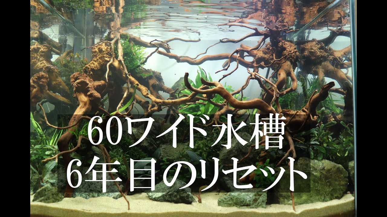 60ワイド水槽リセット編 - YouTube