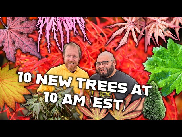 メープル様 10@10 RARE Japanese Maple REVEAL: Fred's Wild Dream & More! 10@10