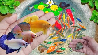 Collection Amazing Siamese fighting fish, turtle Fish, Snails & Ornamental Fish Video