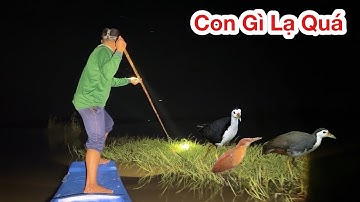 SĂN ĐÊM BẰNG CHĨA, Săn Đêm Bội Thu Hàng Khủng, Săn Đêm Về Làm Món Ngon Triệu Người Mê