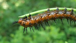 Gulf fritillary | Orange caterpillar with black spikes? 😯🧐 Caterpillar Orange With Black Spikes