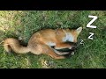 The day i met the sleeping fox   all clips