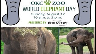 Zoo Tales: World Elephant Day
