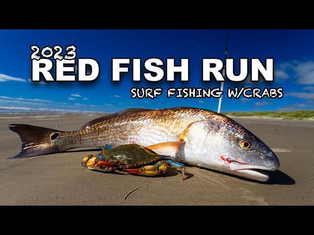 RED FISH RUN_2023 / SURF FISHING W/BLUE CRABS AT SAN LUIS PASS