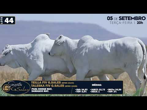 LOTE 44   MFBN 10188 10144