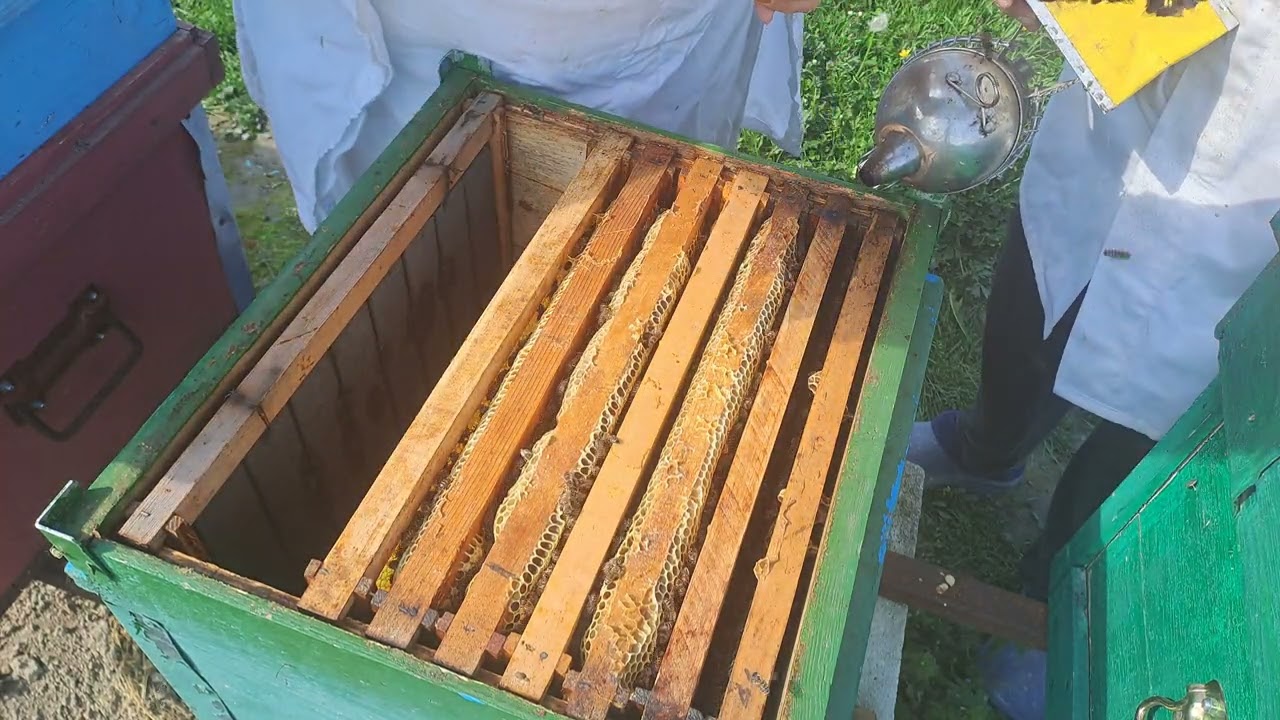 Albine  , cei mai mici . 12.04.2024