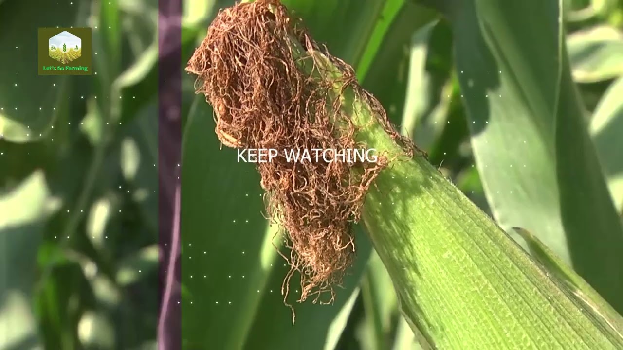 Integrated Farming with Muchimba Dils