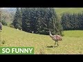 Who knew emus were such playful animals?