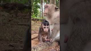 Watch Baby Monkey Dimitri Bring Joy! 💖#virals #cute #monkeys #Ambertroop #Angkorwat #SovanaTroop