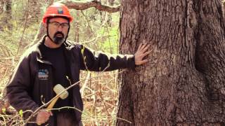 Sounding A Tree - Rutgers Hazard Tree ID Class Tip