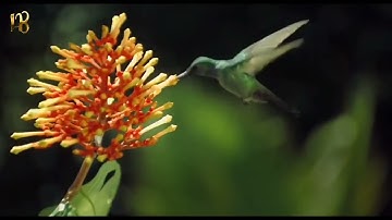 ماتيسر من سورة ال عمران | من روائع التلاوات | @haydaralbazzoni