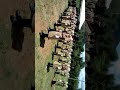 Distinguished Guard Of Honor Conducted By Jefferson Kiio Nzoka At AiC Kwale CDC Grounds Distinguished Guard Of Honor Conducted By Jefferson Kiio Nzoka At AiC Kwale CDC Grounds