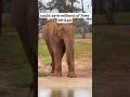 Why Elephants Almost Never Get Cancer — Scientists Are Stunned #southafrica #facts #wildliferescue