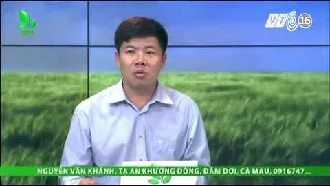 Ao nuôi tôm có nhiều tảo xanh thì xử lý thế nào?