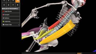 Muscle&Motion Posture , Yoga teachers
