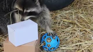 Happy Raccoon Hannah Plays With Treat Boxes