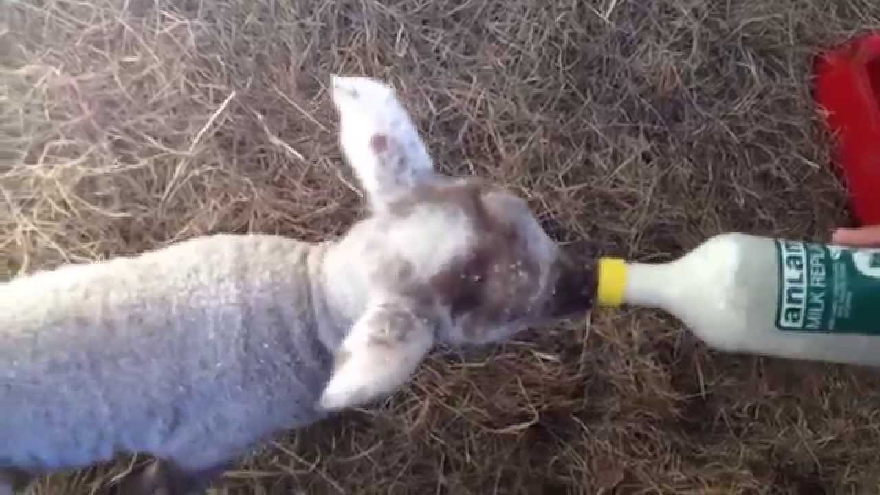 Wagging Tail Not Dogs But うれしいとやっぱりシッポを振るよ Youtube Wagging Tail Not Dogs But うれしいとやっぱりシッポを振るよ Youtube