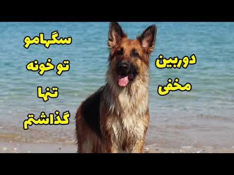 دوربین مخفی سگ هام وقتی خونه تنهان