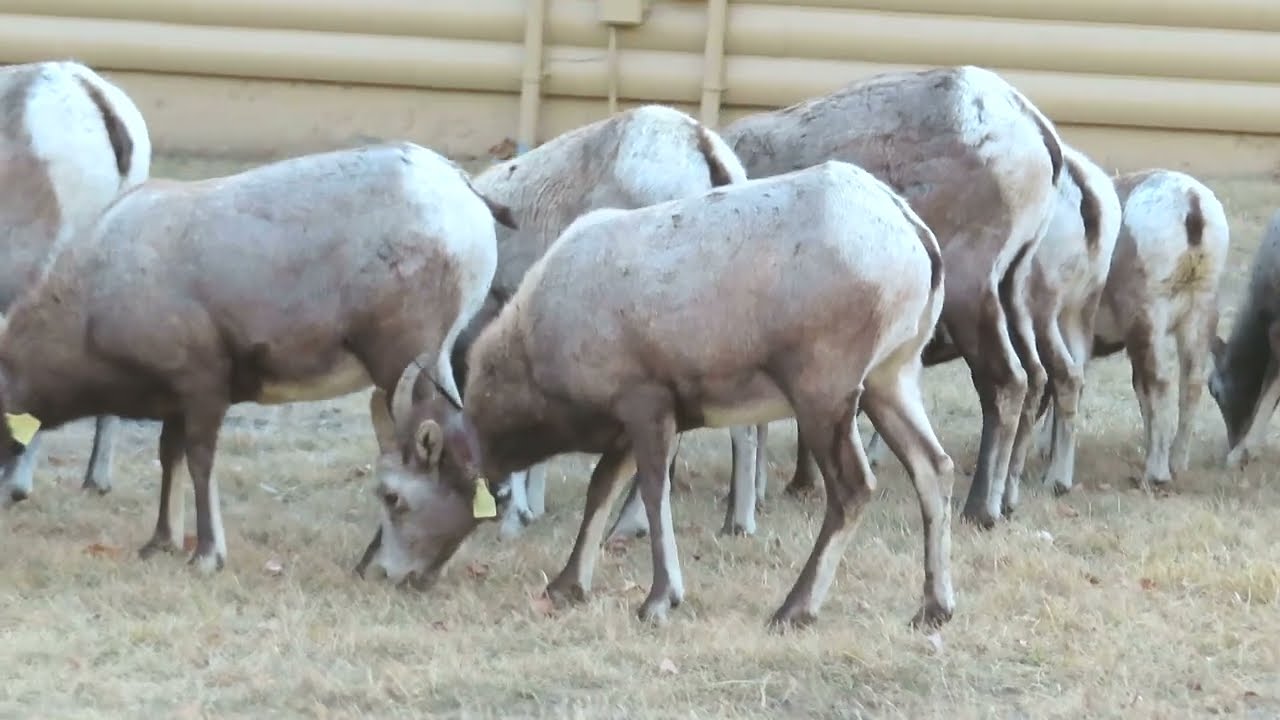 Bighorn Grazing Rights