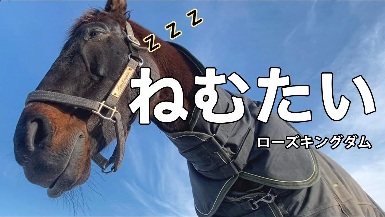 眠気と必死に戦うローズキングダム ｜Rose Kingdom fights drowsiness  