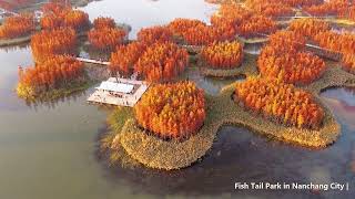 C*L様 THE FRANKLIN TAILORED Fishtail Park A Floating Forest: Fish Tail Park in Nanchang City | Turenscape