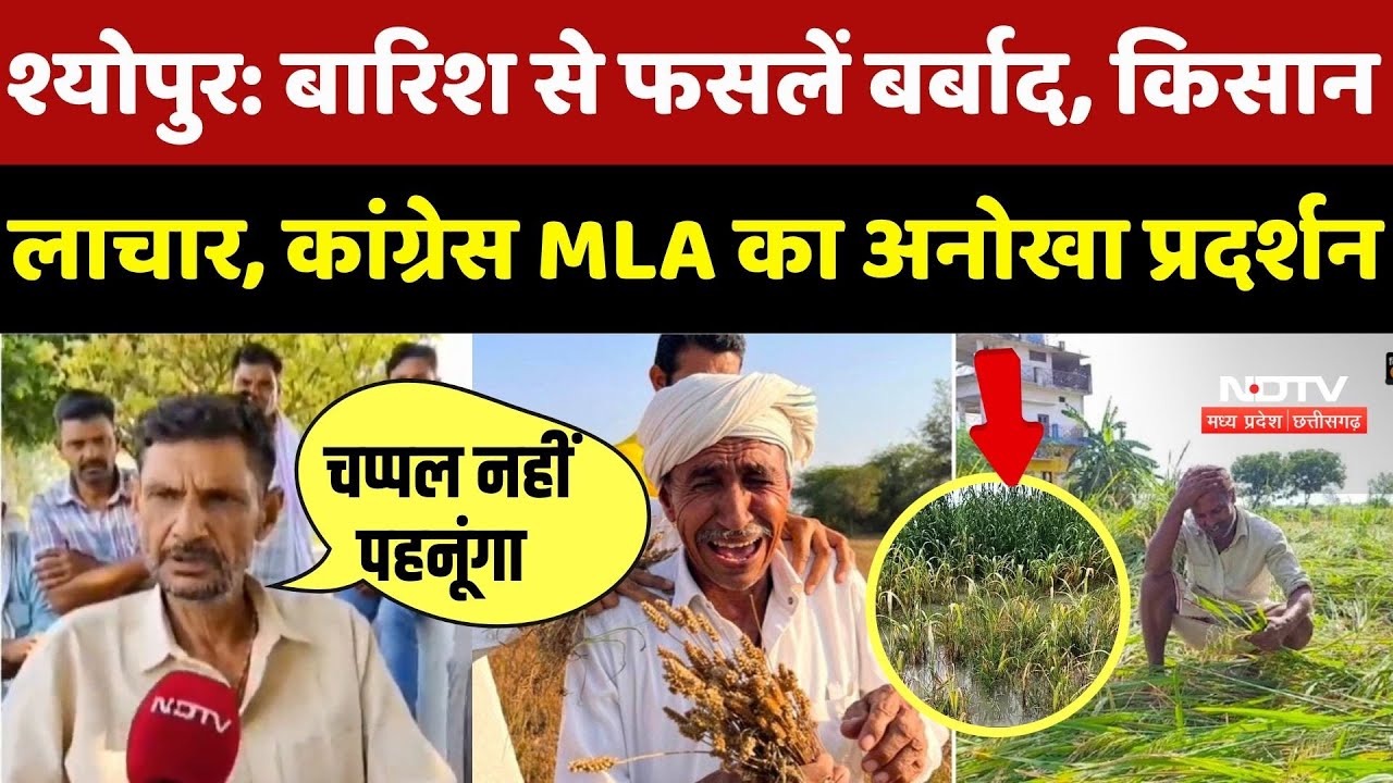 Rain Alert In MP: बारिश से फसलें बर्बाद, किसान लाचार, Congress MLA का अनोखा प्रदर्शन | Heavy Rain