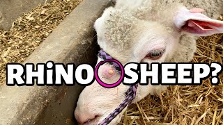 CALLING DR. PIMPLE POPPER!!😱 | wart? horn? pimple? ewww. | Vlog 442