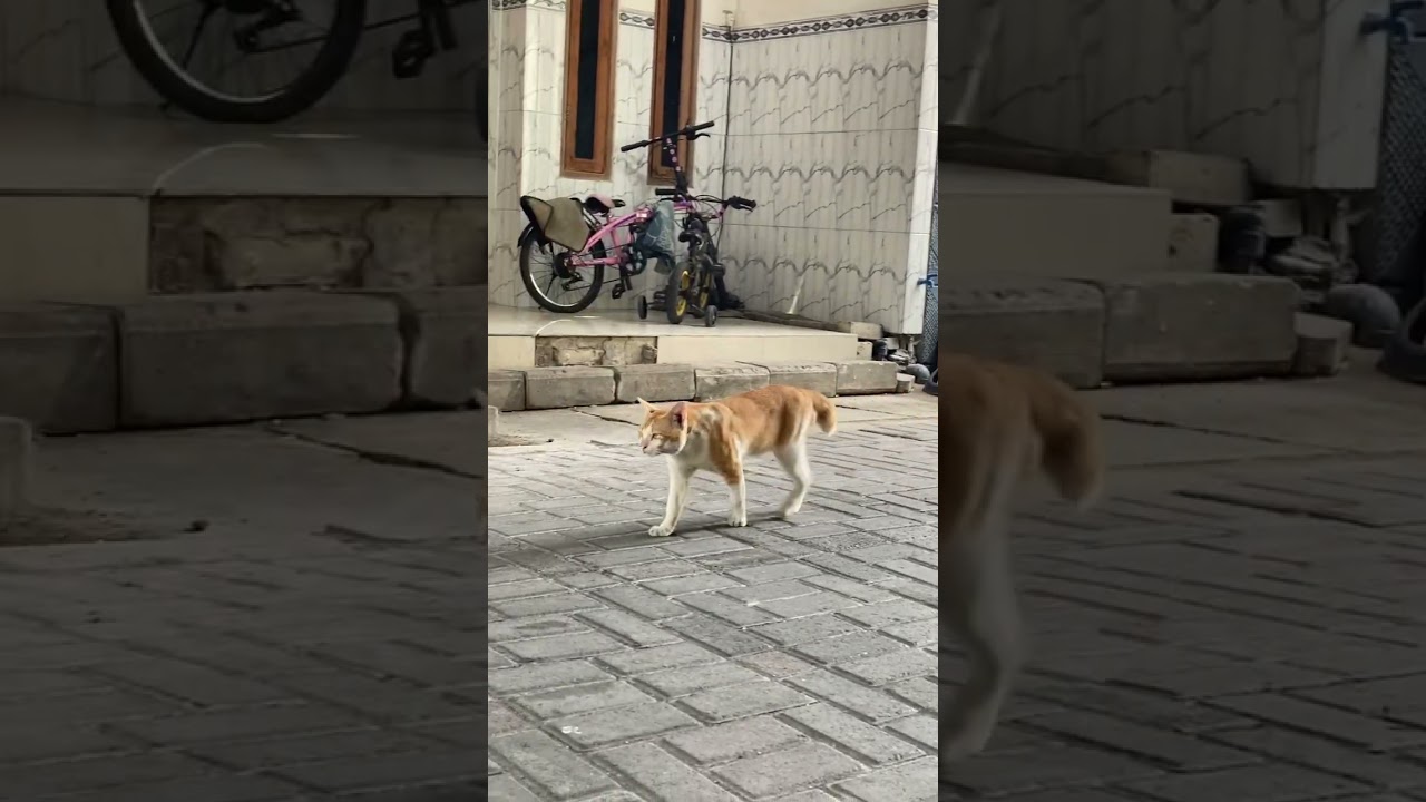 Hungry Street Cat Looking for Food 😿🍗 | Funny & Heartwarming