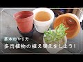 200以上 多肉植物 桜吹雪 花言葉 245311-多肉植物 桜吹雪 花言葉