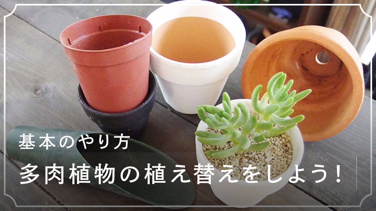 多肉植物の植え替えをしよう 土や水やり 向いている季節とは Lovegreen ラブグリーン