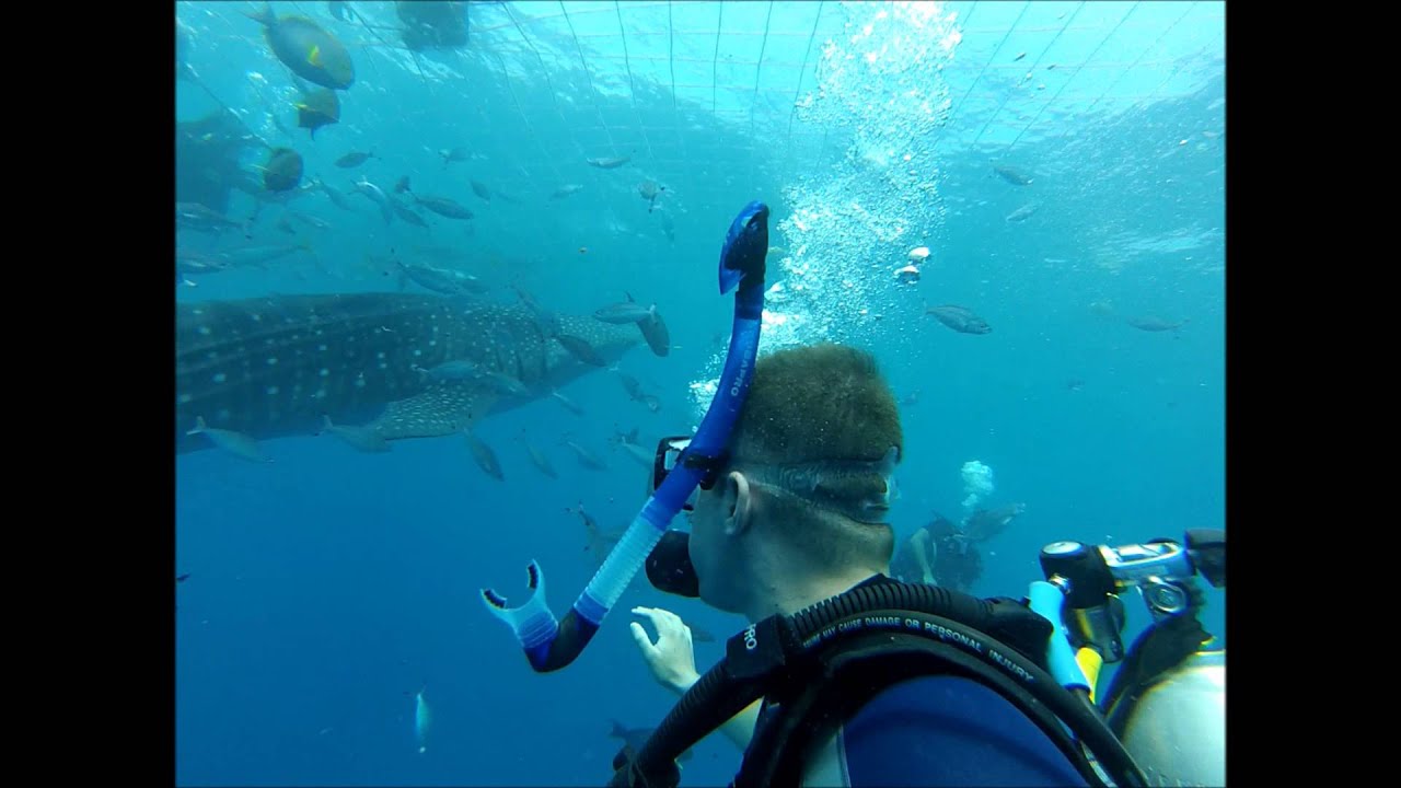 Diving with a Whale Shark in Okinawa - YouTube