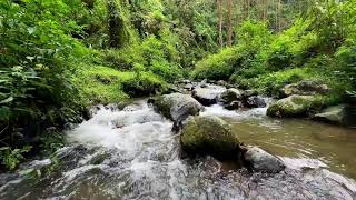 Restore balance with calming river sound in calming forest stream enhancing restful deep sleep