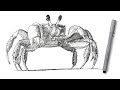 Pen and Ink Drawing - How to Draw a Crab