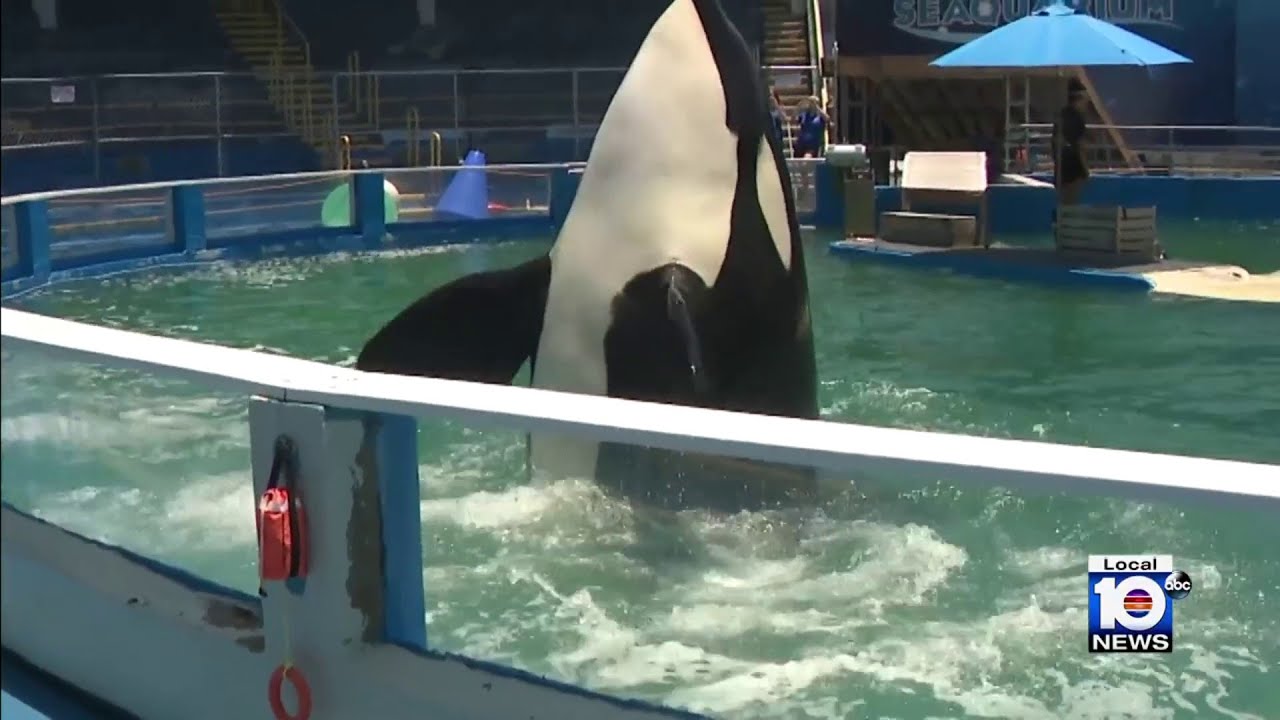 Captive orca Lolita dies after ‘serious signs’