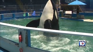 Captive orca Lolita dies after 'serious signs' - YouTube