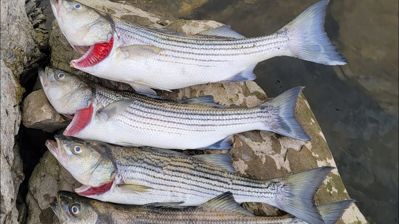 La mejor carnada para pescar los striped Bass en ( San Luis Reservoir ...