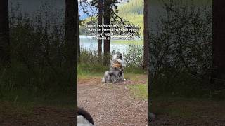 Proof that my dog is my child… we’re exactly the same!! 👯‍♀️ #dogmom #soulmate #campingwithdogs