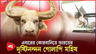 এবারের কোরবানিতে ভারতের দৃষ্টিনন্দন গোলাপি মহিষ | Albino Buffalo | Protidiner Bangladesh