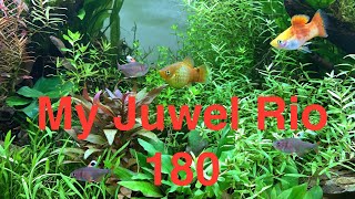My Juwel rio 180 // Juwel rio 180 aquarium!