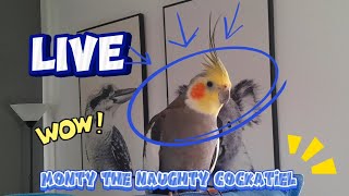 Monty The Naughty Cockatiel is live