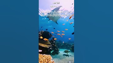تلاوة خاشعة #سورة العصر#تملأ القلب بالسكينة 🌿✨#short#coran# #المصحف #اكسبلور