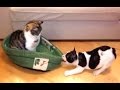 Best Of Funny Cats Stealing Dog Beds Compilation || NEW HD