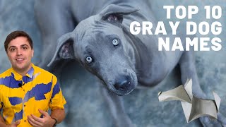 Top Rated 20+ Silver Dog Names 2022: Top Full Guide