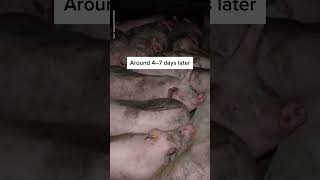 Disturbing Things the Animal Agriculture Industry Says 👀