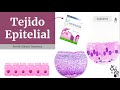 Tejido epitelial | Histología Ross