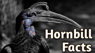 Fascinating Facts About Hornbill.