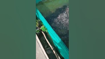 cá lóc nuôi thịt trong vèo