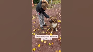 Reactive Aussie tested. #dogbehaviourist#australianshepherd#malinoismix#test#staroftheweek#calm