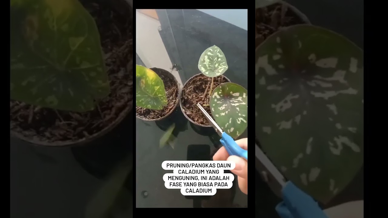 CARA MENGATASI DAUN CALADIUM MENGUNING 